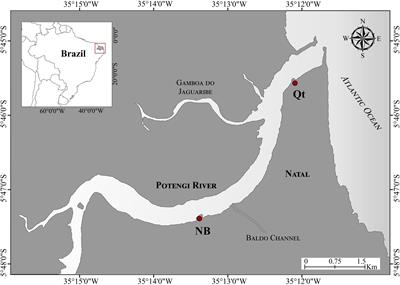 Spatial Variability of Heavy Metals in Native Oysters From an Anthropogenically Impacted Estuary in Northeastern Brazil